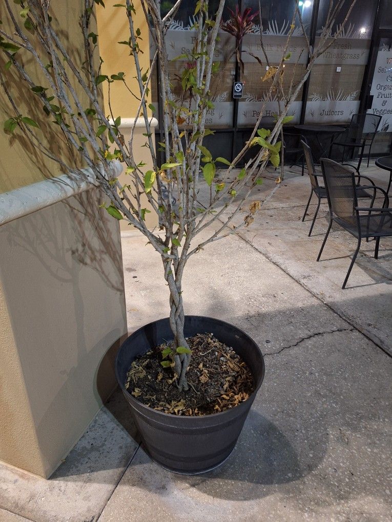 2 Large Plants