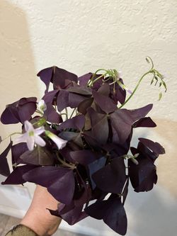 purple shamrock oxalis triangularis 4” pot ,$20 