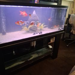 Fish Tank 