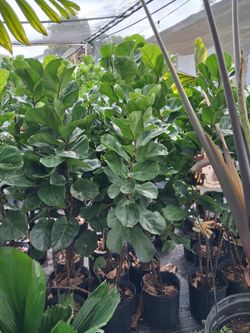 Fiddle leaf fig tree on sale now $35