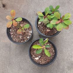 3 Crown Of Thorns Plants