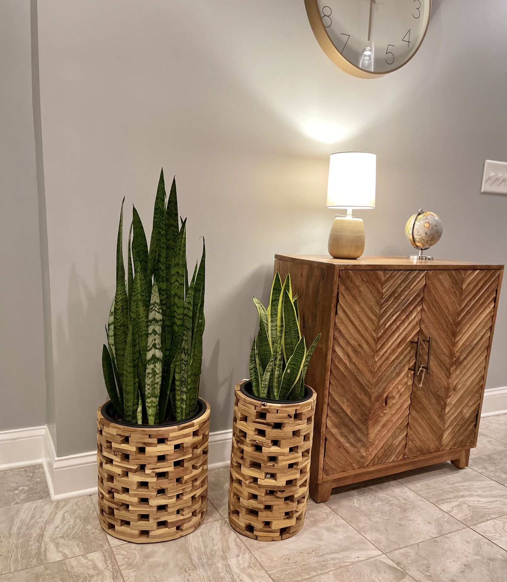 Variety snake Plants (diff prices)