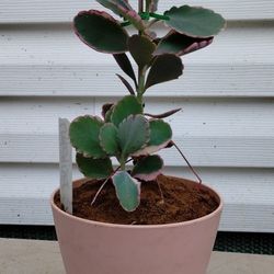 Lavender Scallop Plant 