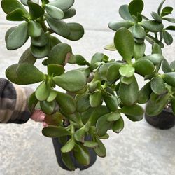 Jade Succulent 