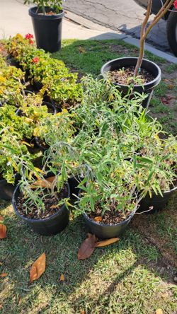 Mexican Bush Sage