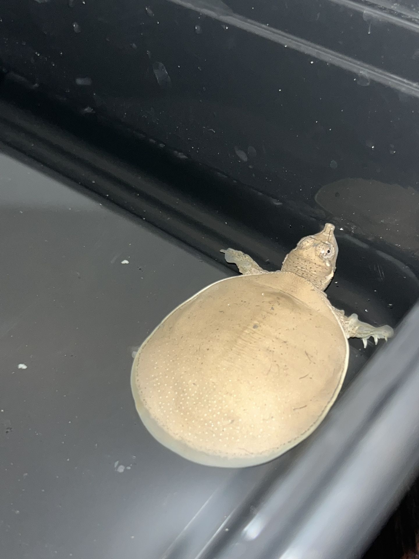 Turtle Tank
