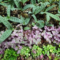 2" Succulents Plants