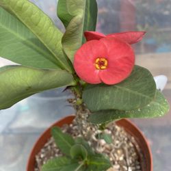 Planta Maseta Corona De Cristo Roja
