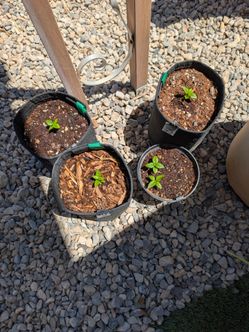 Yellow Bells baby plants $8 each