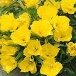 Evening Primrose Seeds