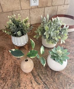 Plants