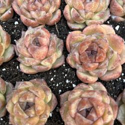 Echeveria Black Crystal Succulent $8ea