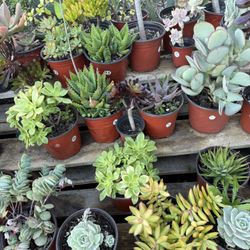 Variety Of Succulents Plants 