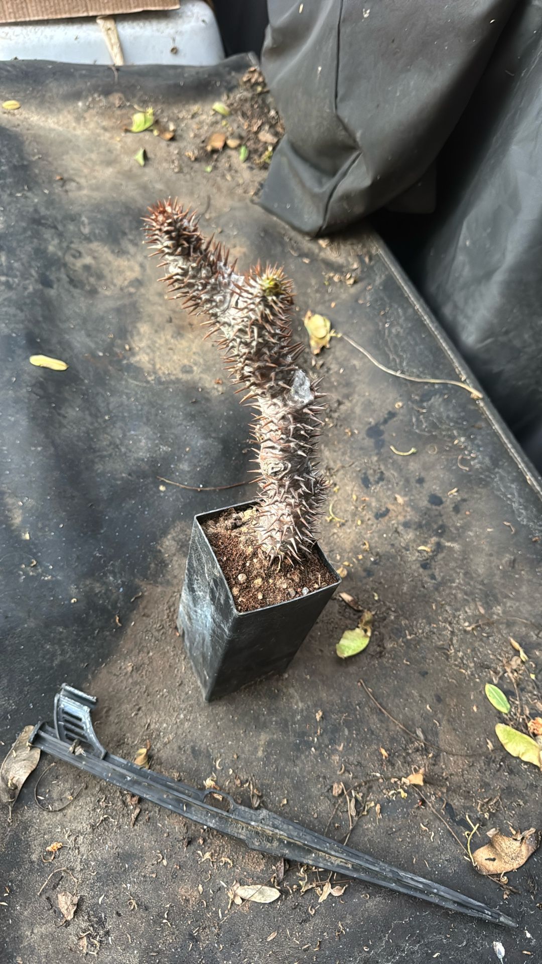 Pachypodium Cactus $5