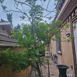 Ciruela Corona
