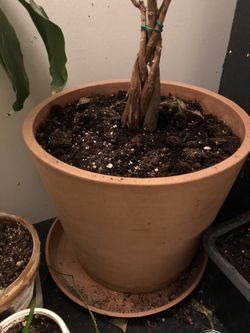 Terracotta Pot 