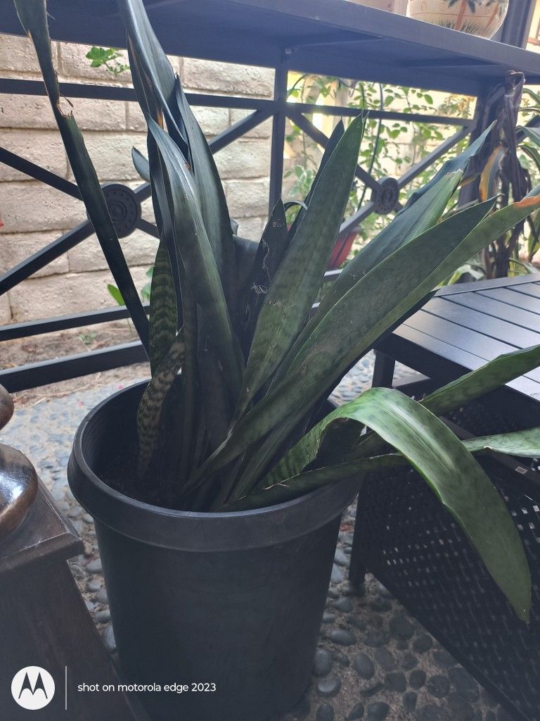 Snake Plants