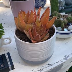 Aloe brevifolia, the short-leaved aloe ! In White Gray Ceramic Pot 