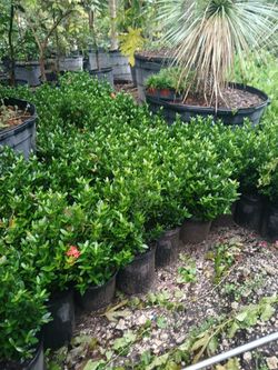 Dwarf ixora 3gl $6