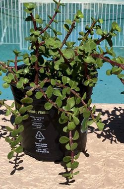 Elephant Food Plants