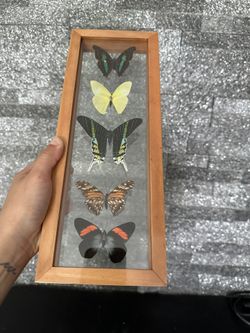 5 Beautiful Butterflies Framed
