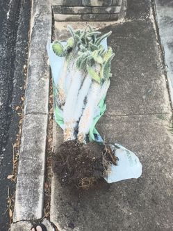 Free sweater cactus plant
