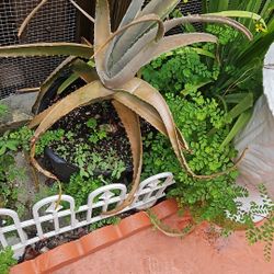 5$ Each Plant 