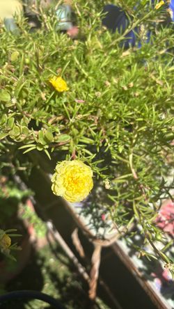 Beautiful full sun Plants have different names how I know them Rallito de sol or sun roses
