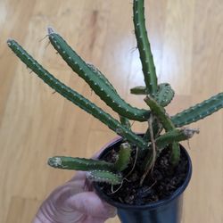 Princess Of The Night Epiphytic Cactus