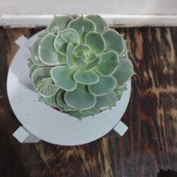 Succulent