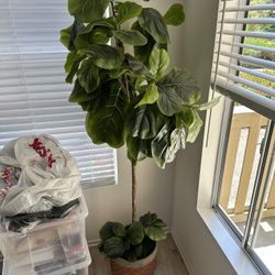 Faux Fiddle Tree