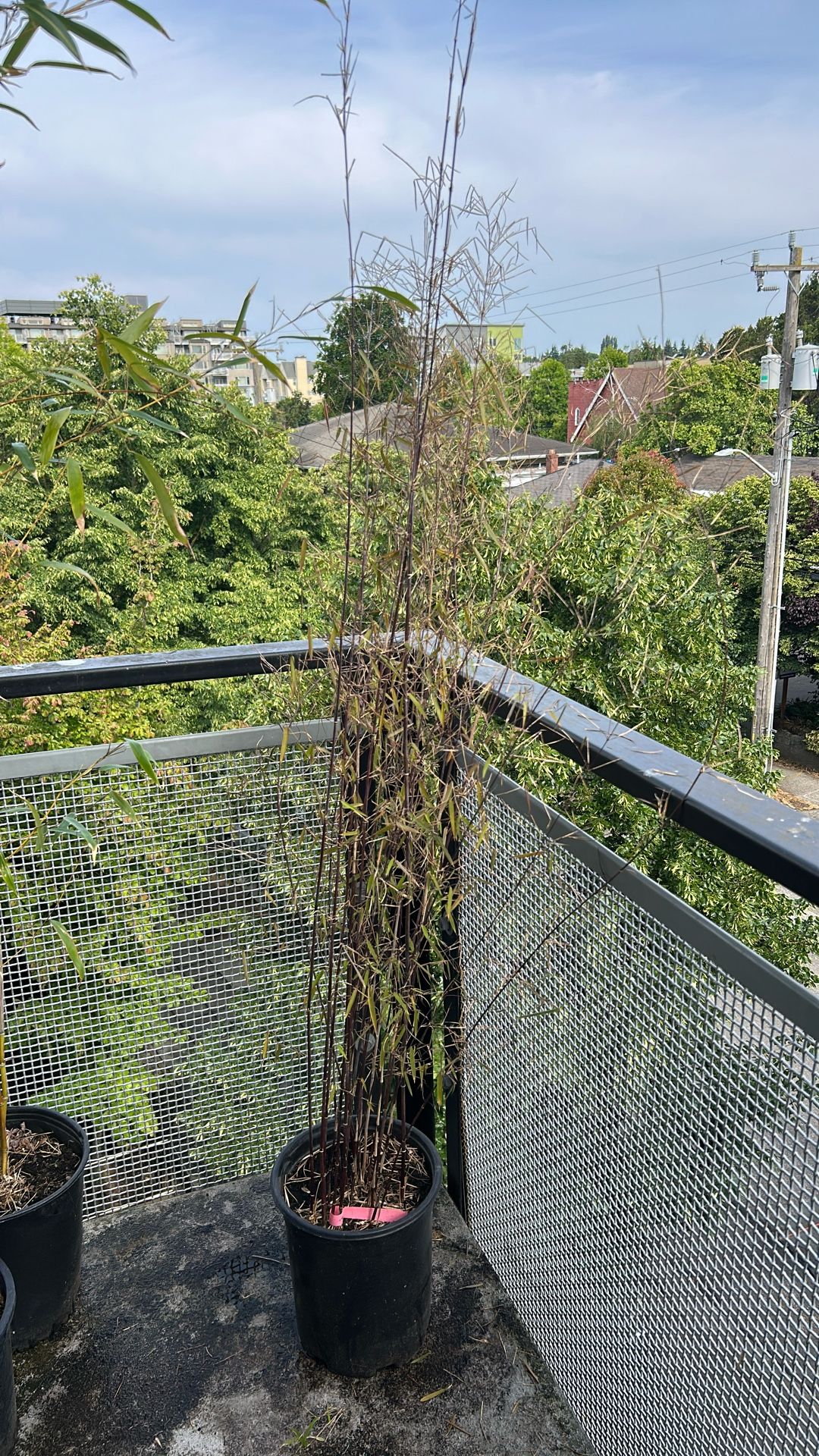 Bamboo