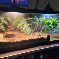 Reptile tank