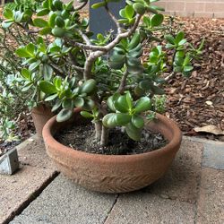 Beautiful Healthy Jade Plant With Vase 