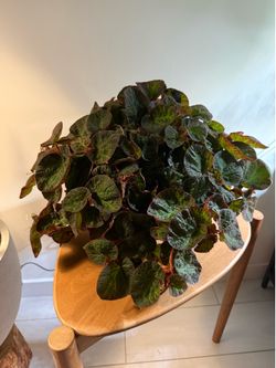 Begonia