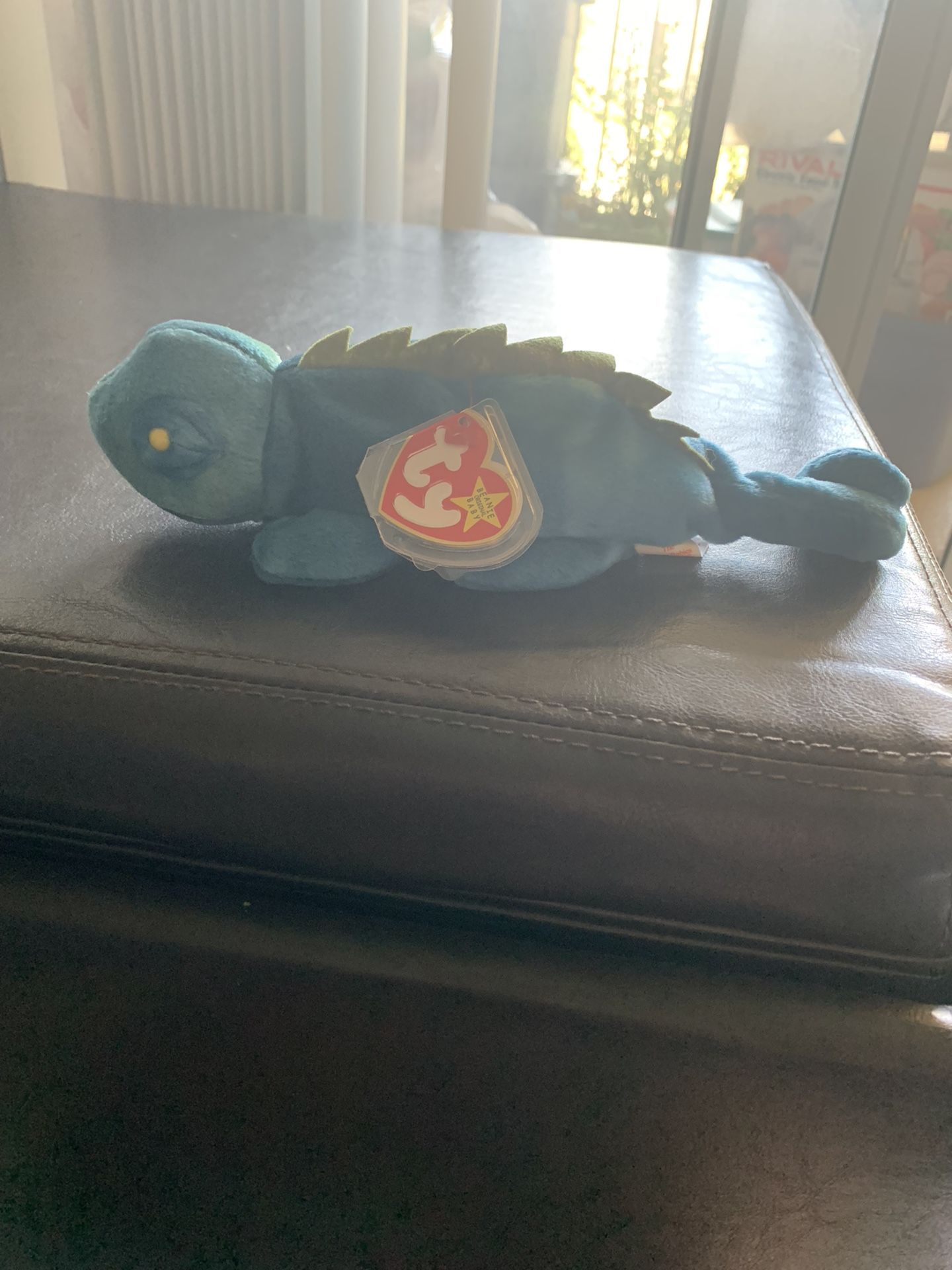 Iggy the iguana