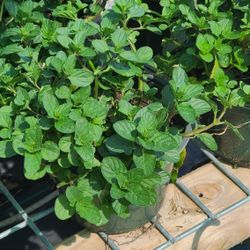 Yerba Buena 1/2 Gallon 