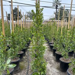 Ficus Nitida Indian Laurel Privacy Hegde