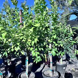 Lemon, lime , oranges , kumquat , grapefruits