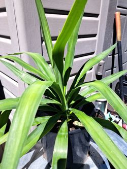 Yuca Plant