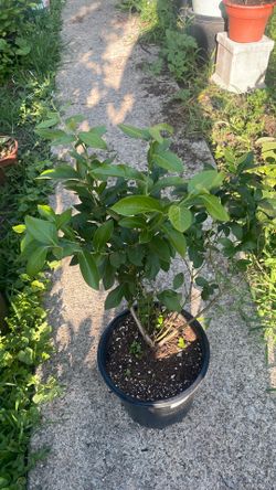 Blueberry bushes $20 each