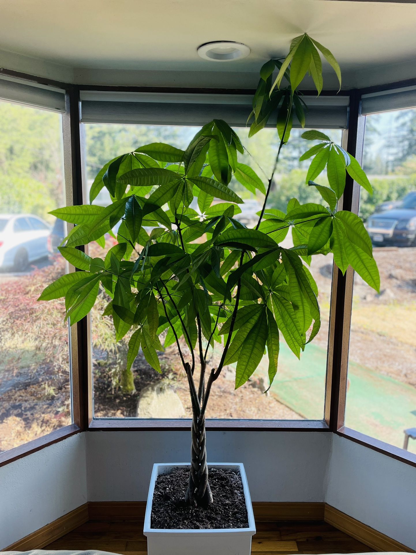 7’ Tall Money Tree