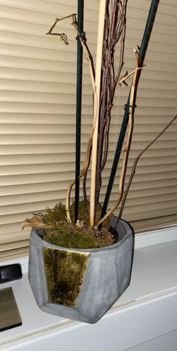 Plant holder