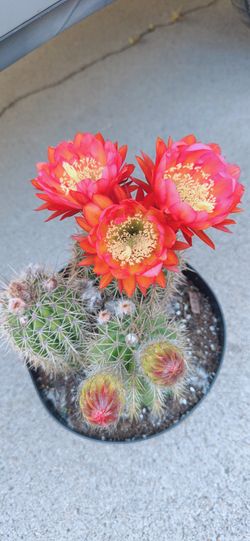 Blooming Cactus only $15 ( $24.98 In Department Stores )