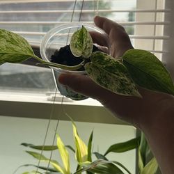 Pothos Marble Queen Plant