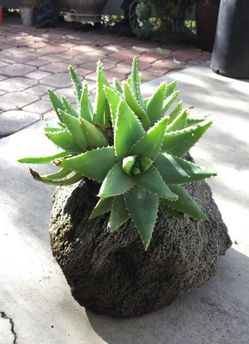 Succulent plant in rock planter