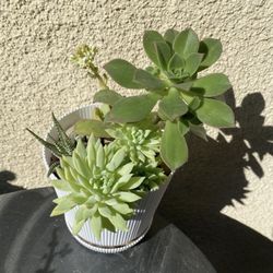 Succulents Plant 