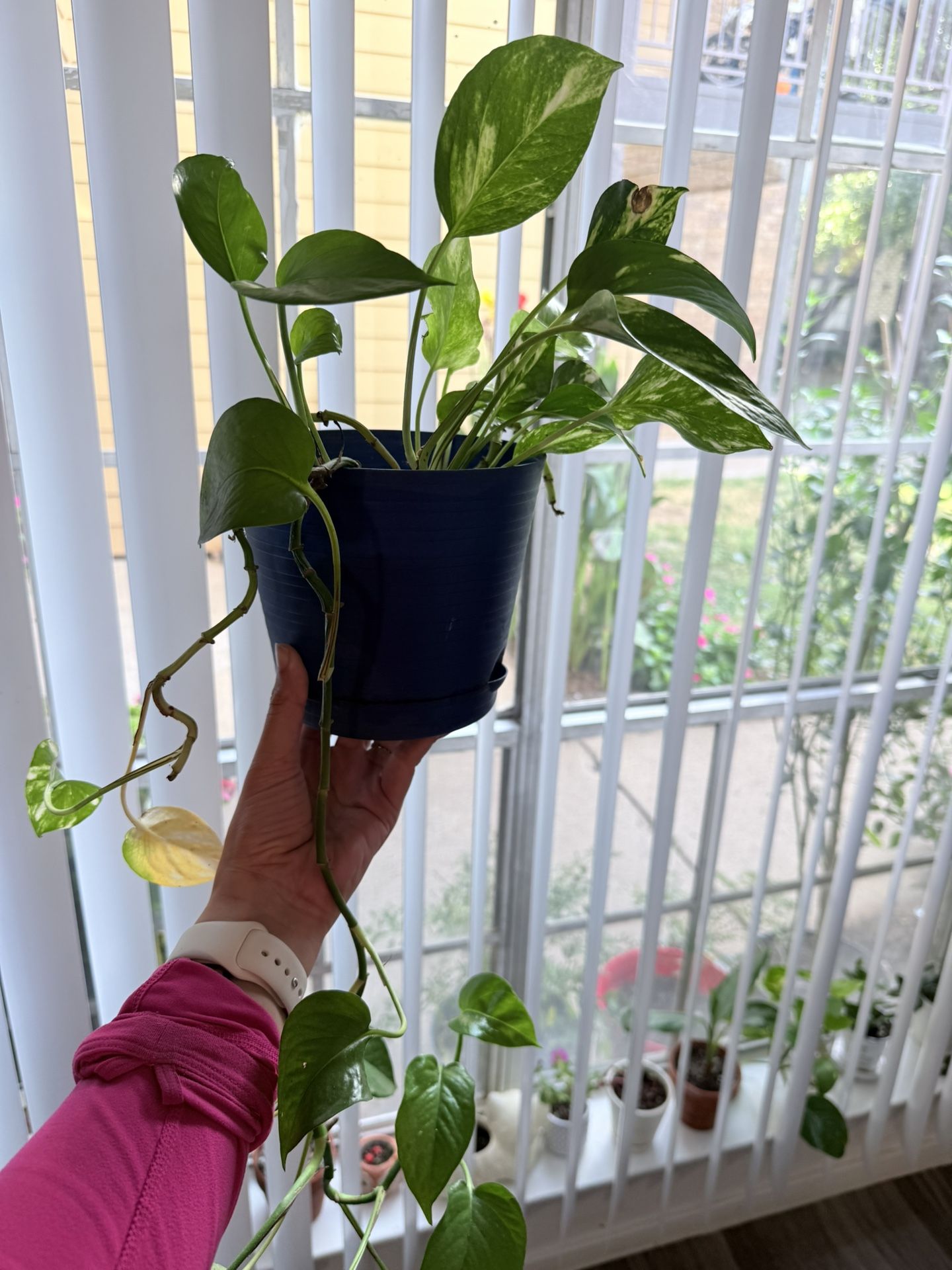 Photos Plant 🌱