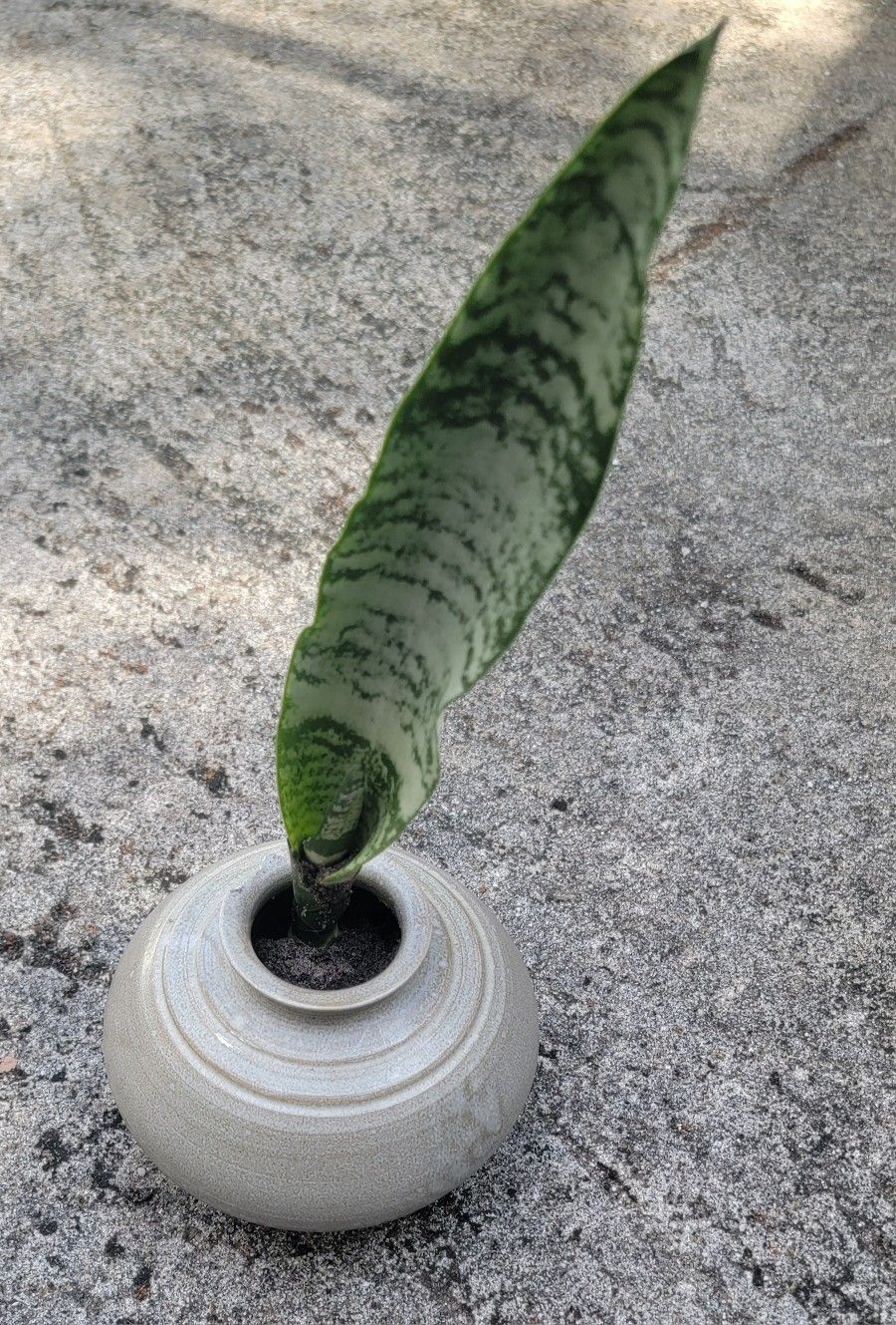 Snake Plant W Hand-spun Pottery