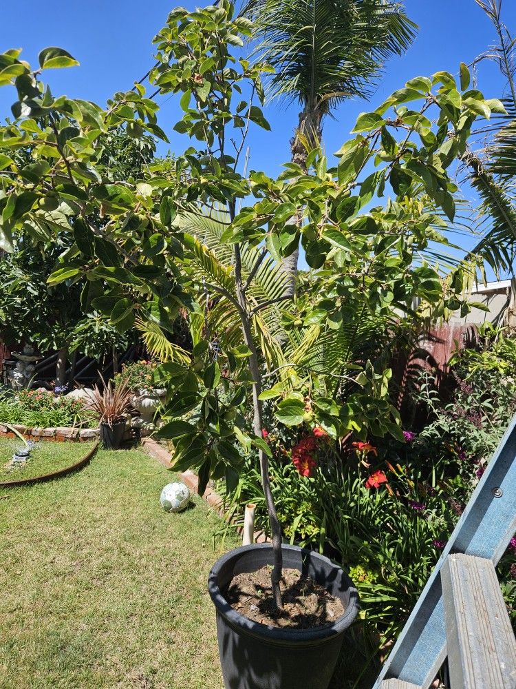 persimmon tree Fruit Tree